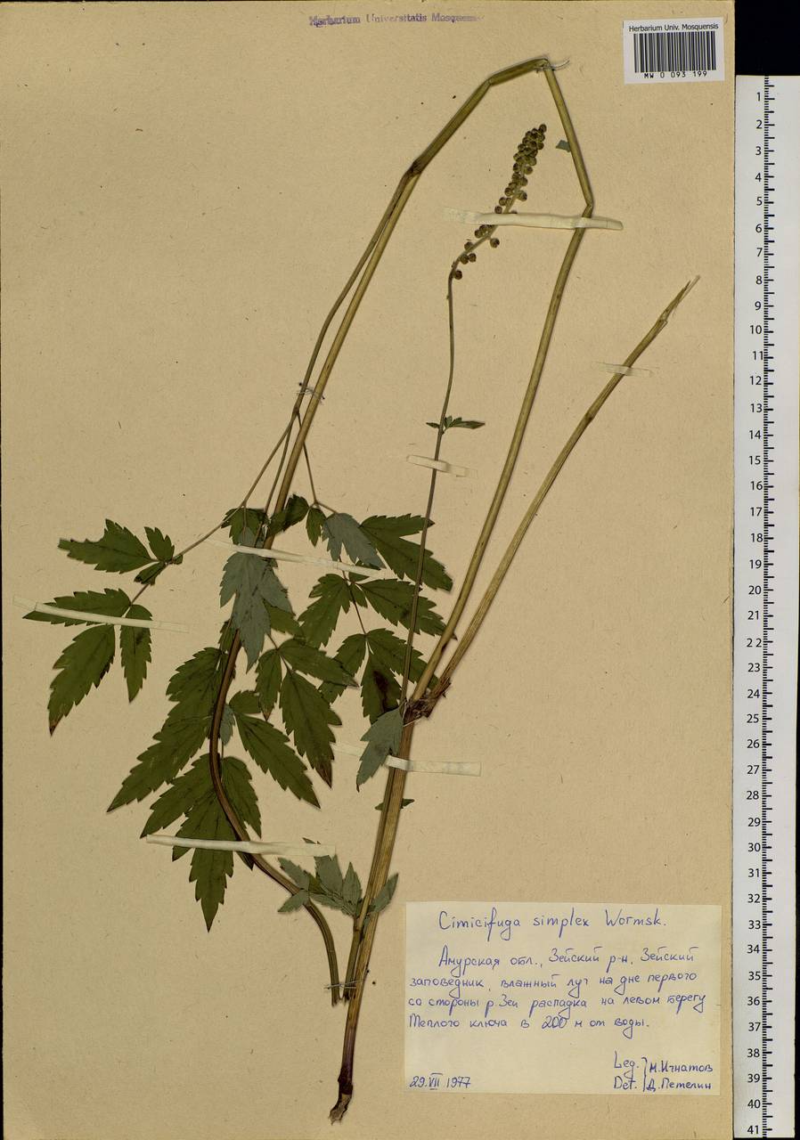 Actaea simplex (DC.) Wormsk. ex Fisch. & C.A.Mey., Siberia, Russian Far East (S6) (Russia)