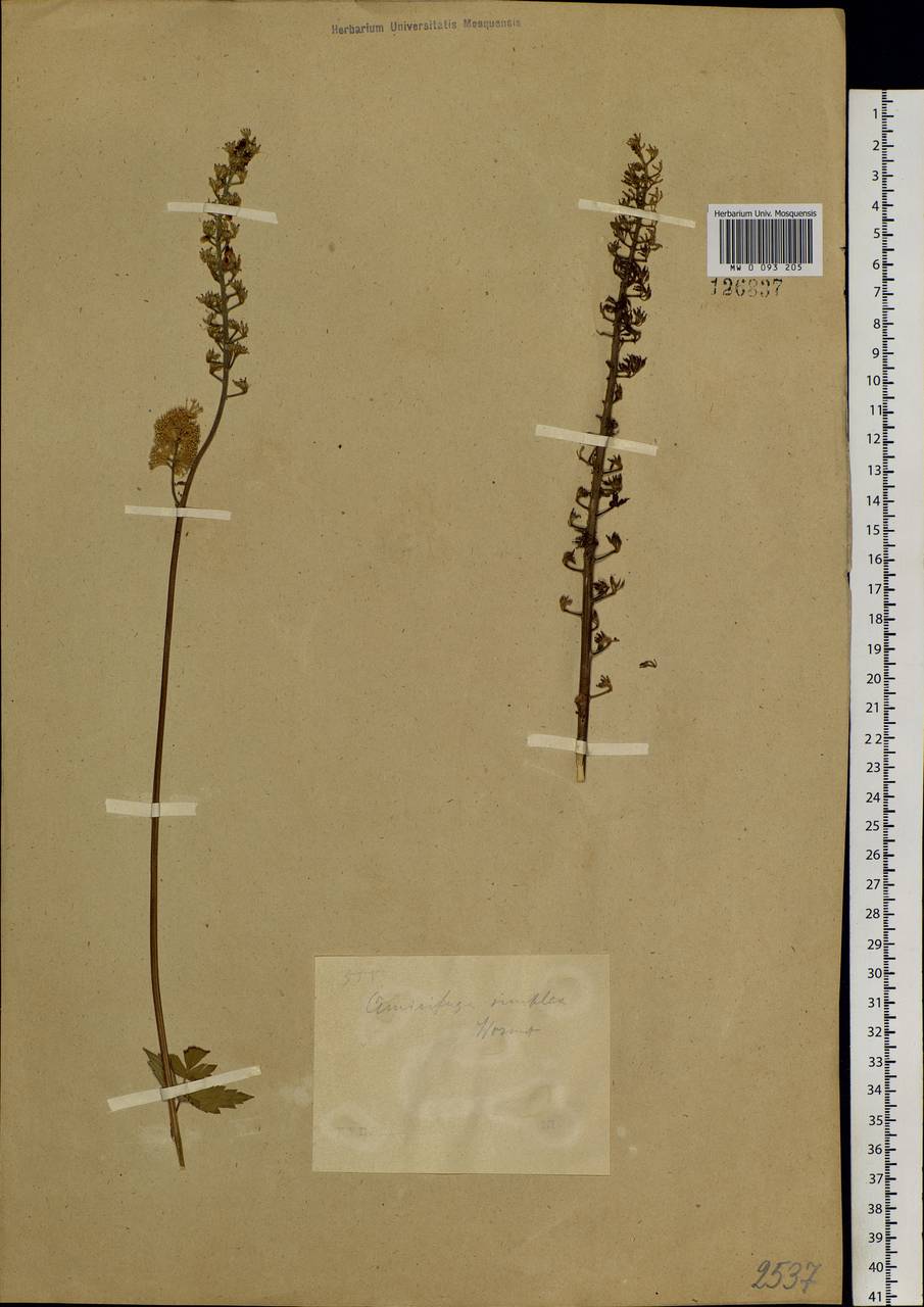 Actaea simplex (DC.) Wormsk. ex Fisch. & C. A. Mey., Siberia, Baikal & Transbaikal region (S4) (Russia)