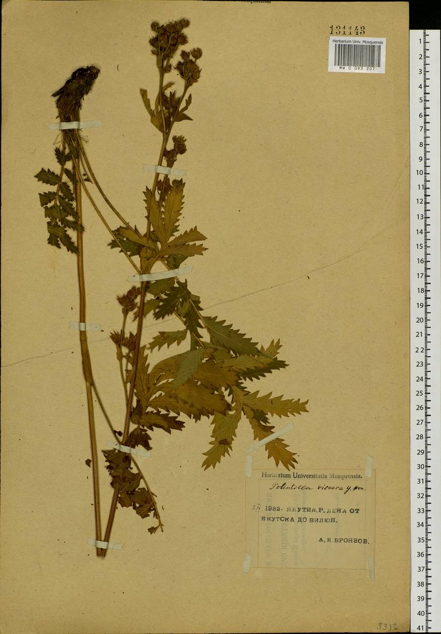 Potentilla longifolia Willd., Siberia, Yakutia (S5) (Russia)