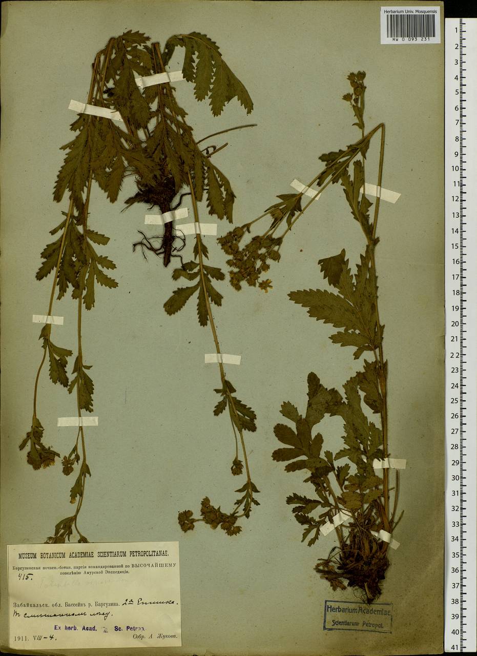 Potentilla longifolia Willd., Siberia, Baikal & Transbaikal region (S4) (Russia)