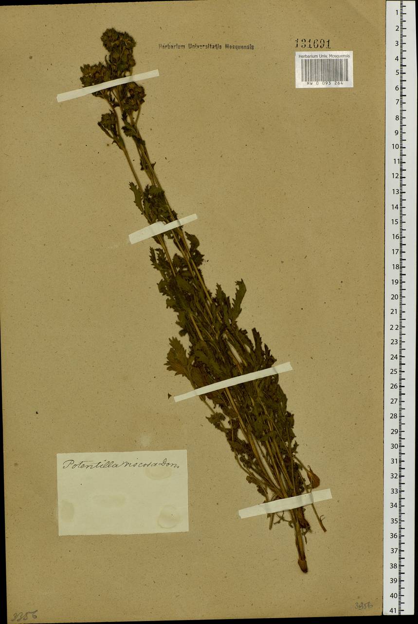 Potentilla longifolia Willd., Siberia (no precise locality) (S0) (Russia)