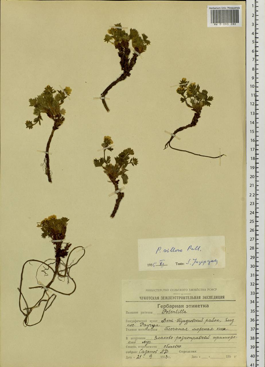 Potentilla villosa Pall. ex Pursh, Siberia, Chukotka & Kamchatka (S7) (Russia)