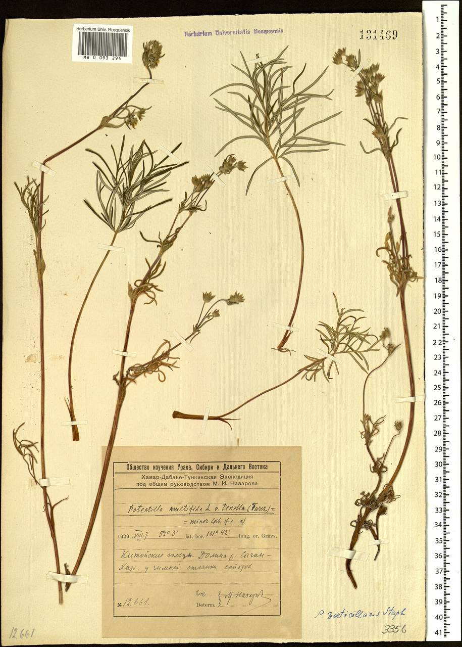 Potentilla verticillaris Stephan ex Willd., Siberia, Baikal & Transbaikal region (S4) (Russia)