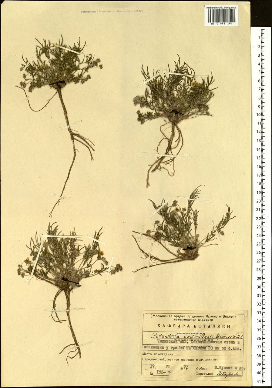 Potentilla verticillaris Stephan ex Willd., Siberia, Baikal & Transbaikal region (S4) (Russia)