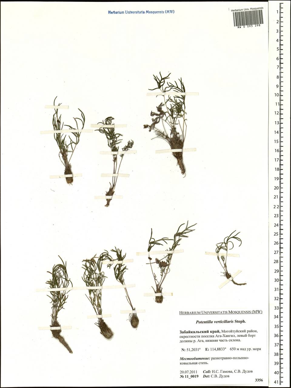 Potentilla verticillaris Stephan ex Willd., Siberia, Baikal & Transbaikal region (S4) (Russia)