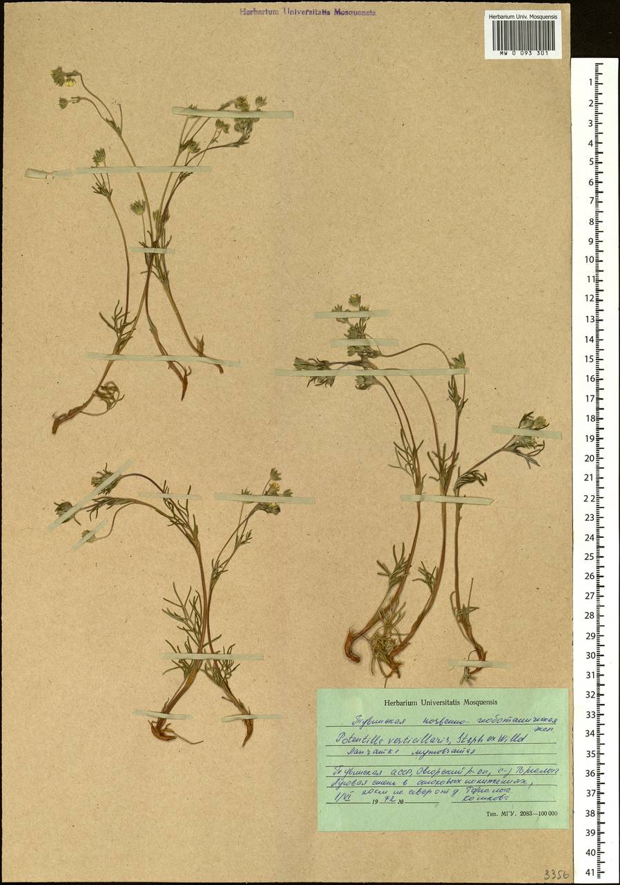Potentilla verticillaris Stephan ex Willd., Siberia, Altai & Sayany Mountains (S2) (Russia)