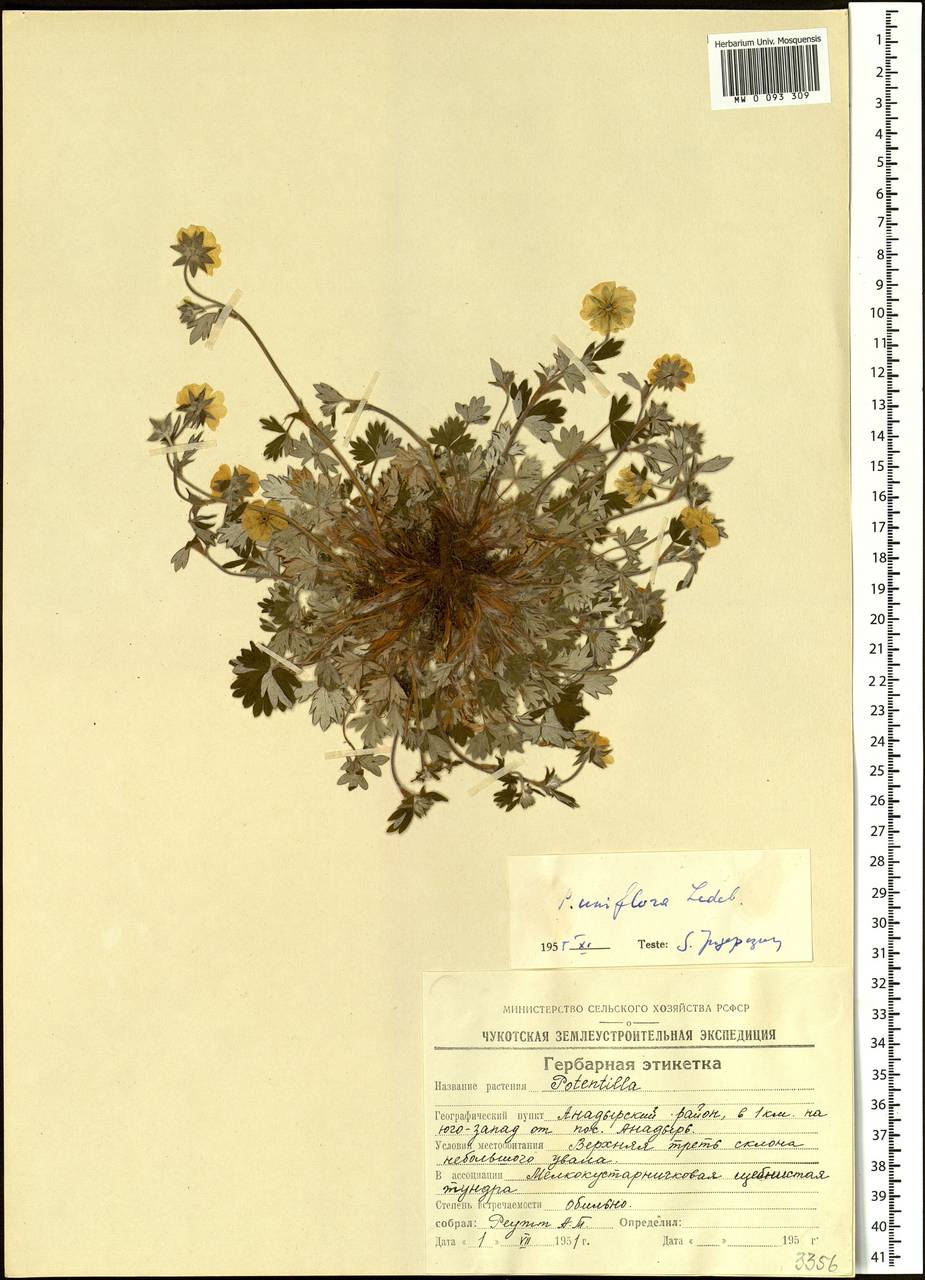 Potentilla uniflora Ledeb., Siberia, Chukotka & Kamchatka (S7) (Russia)