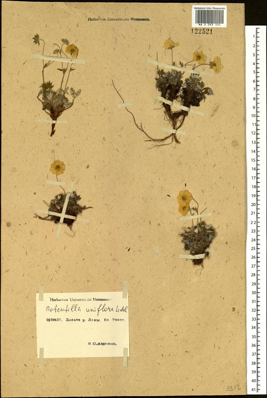 Potentilla uniflora Ledeb., Siberia, Yakutia (S5) (Russia)