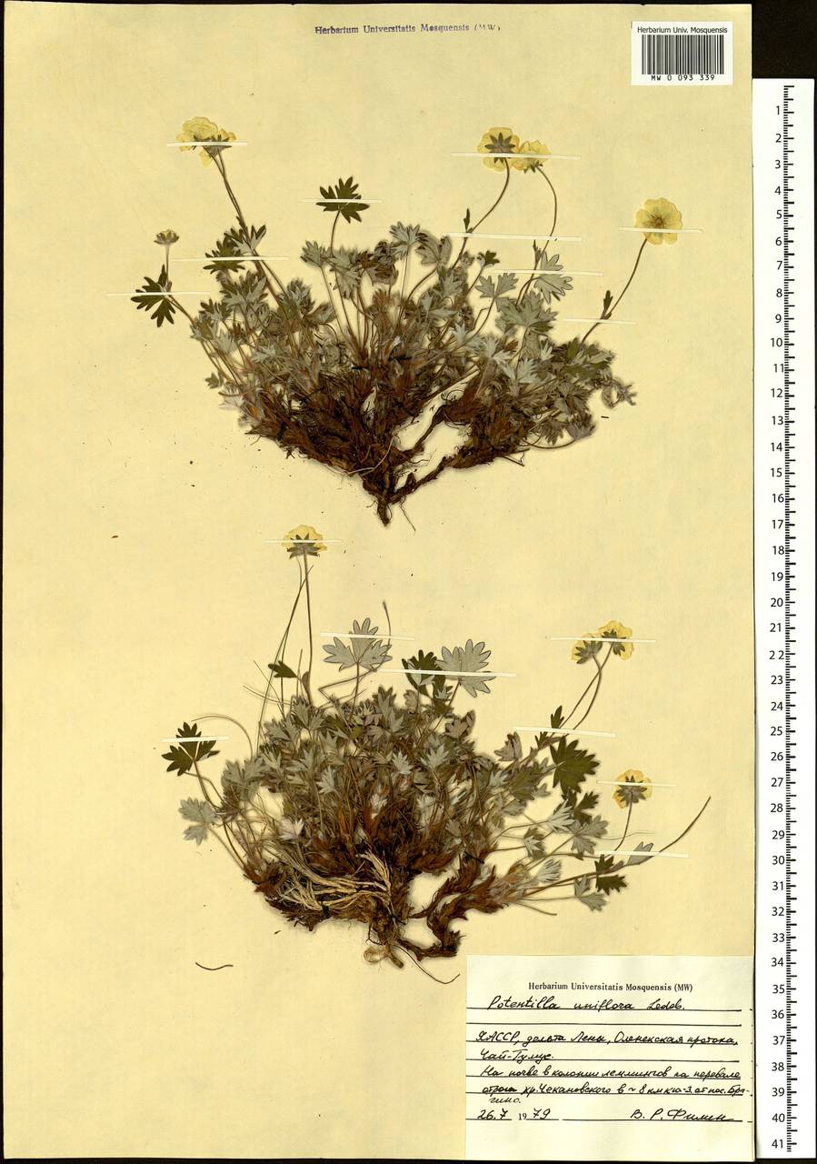 Potentilla uniflora Ledeb., Siberia, Yakutia (S5) (Russia)