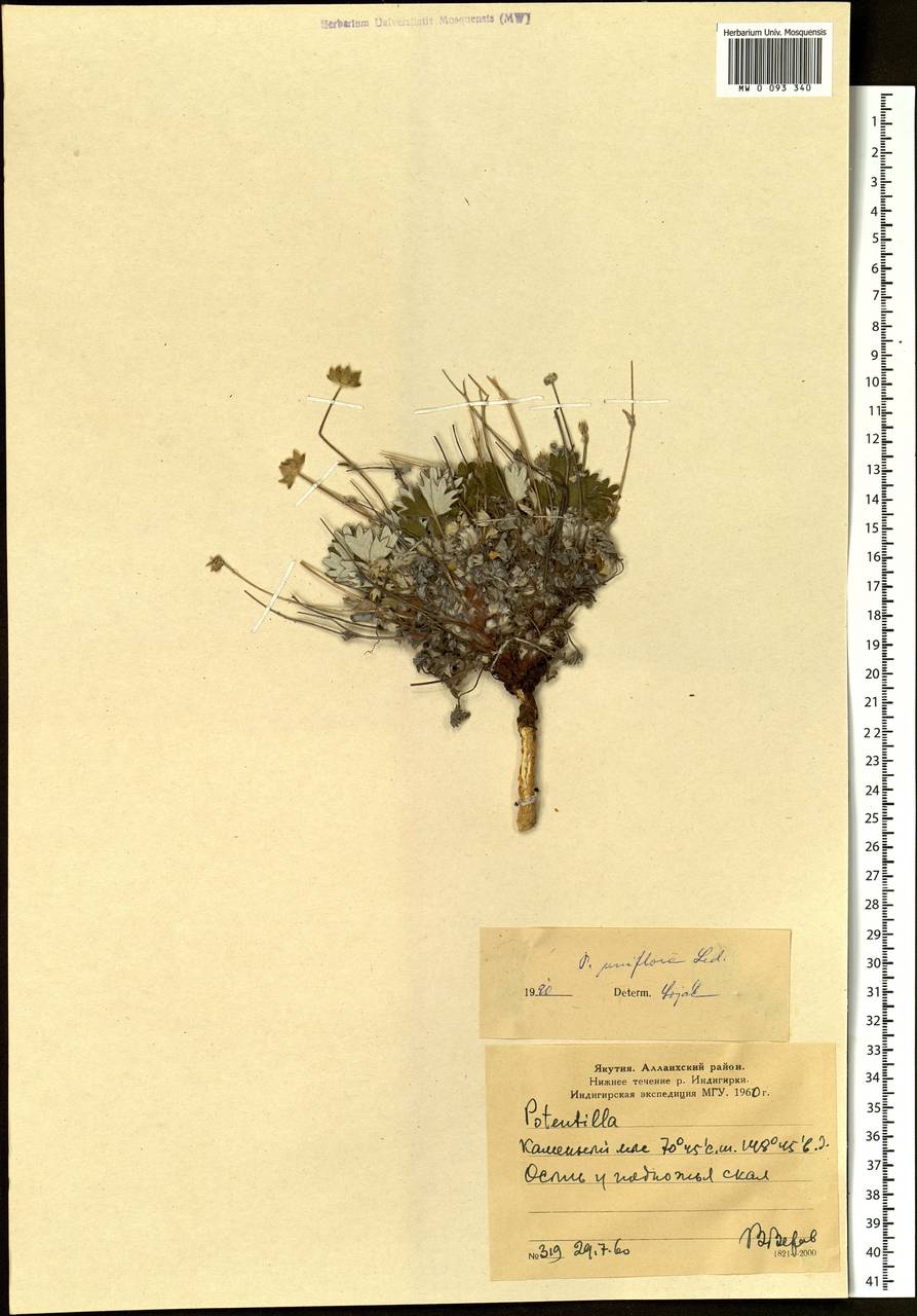 Potentilla uniflora Ledeb., Siberia, Yakutia (S5) (Russia)