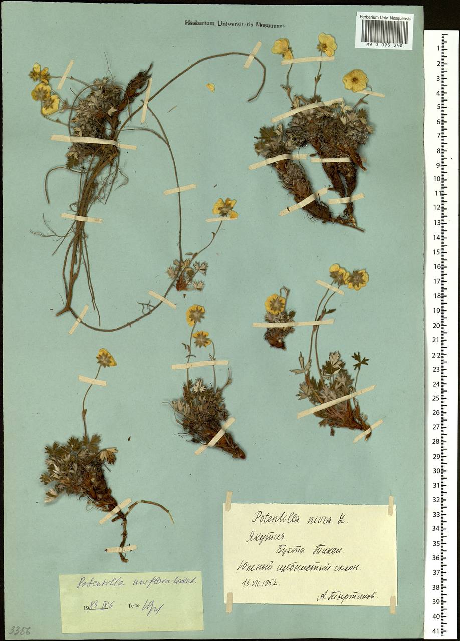 Potentilla uniflora Ledeb., Siberia, Yakutia (S5) (Russia)