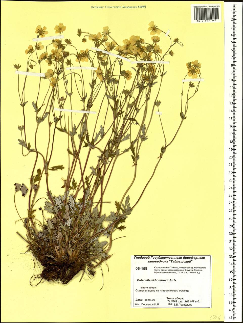 Potentilla ×tikhomirovii Jurtzev, Siberia, Central Siberia (S3) (Russia)