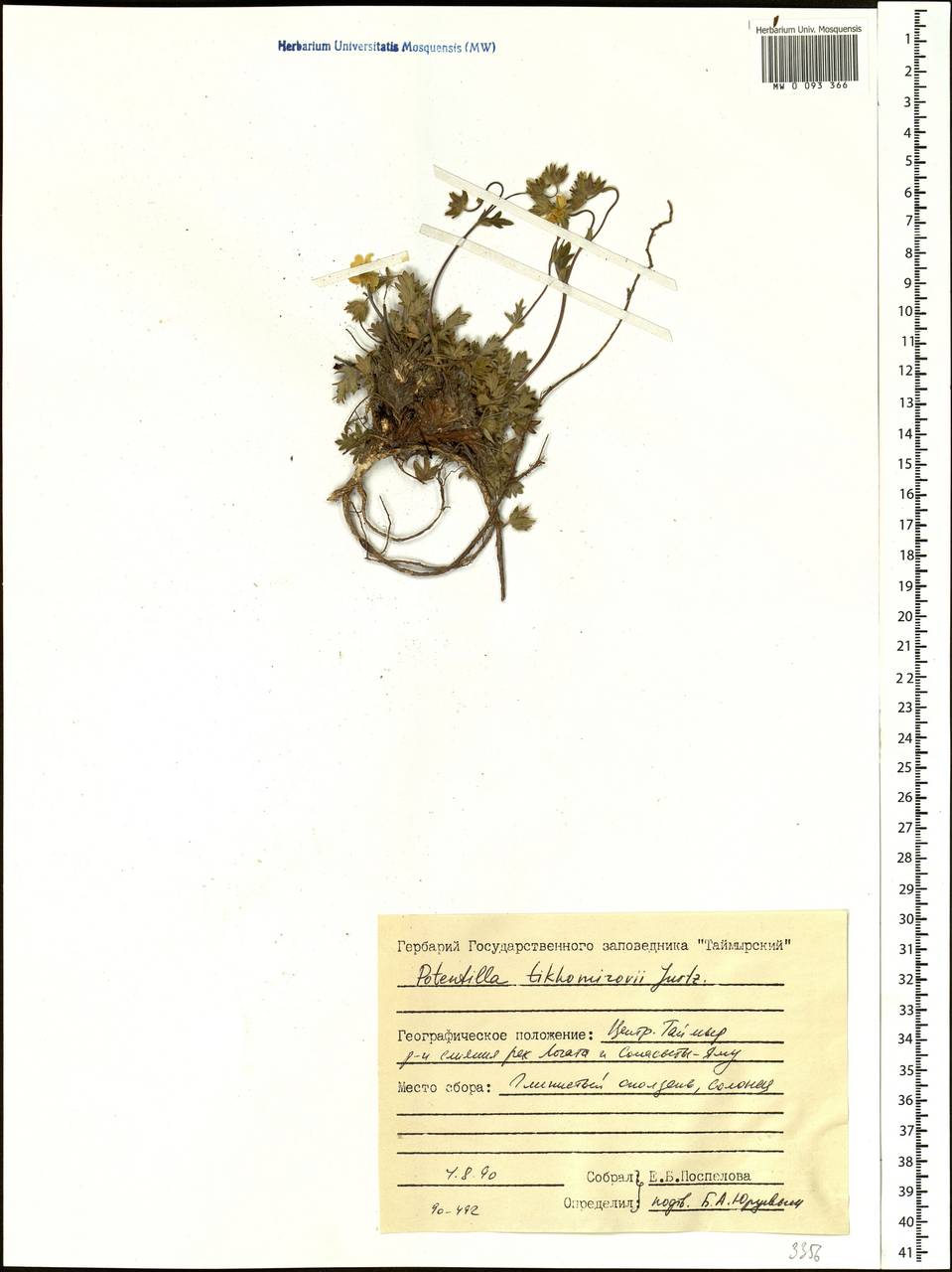 Potentilla ×tikhomirovii Jurtzev, Siberia, Central Siberia (S3) (Russia)