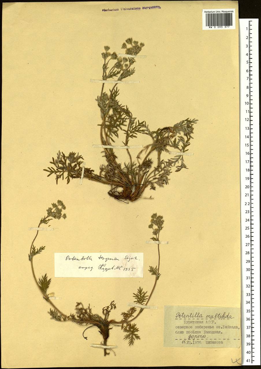 Potentilla tergemina Soják, Siberia, Baikal & Transbaikal region (S4) (Russia)
