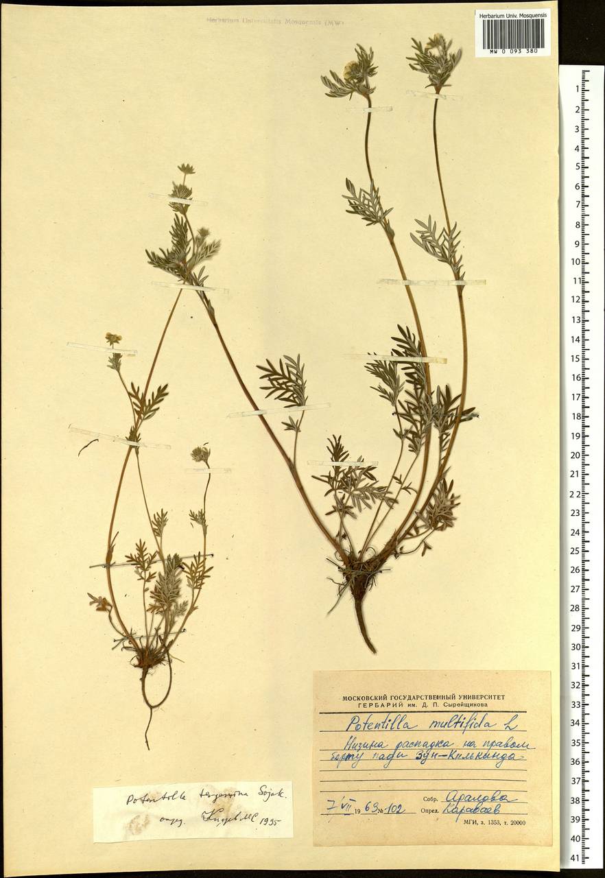 Potentilla tergemina Soják, Siberia, Baikal & Transbaikal region (S4) (Russia)
