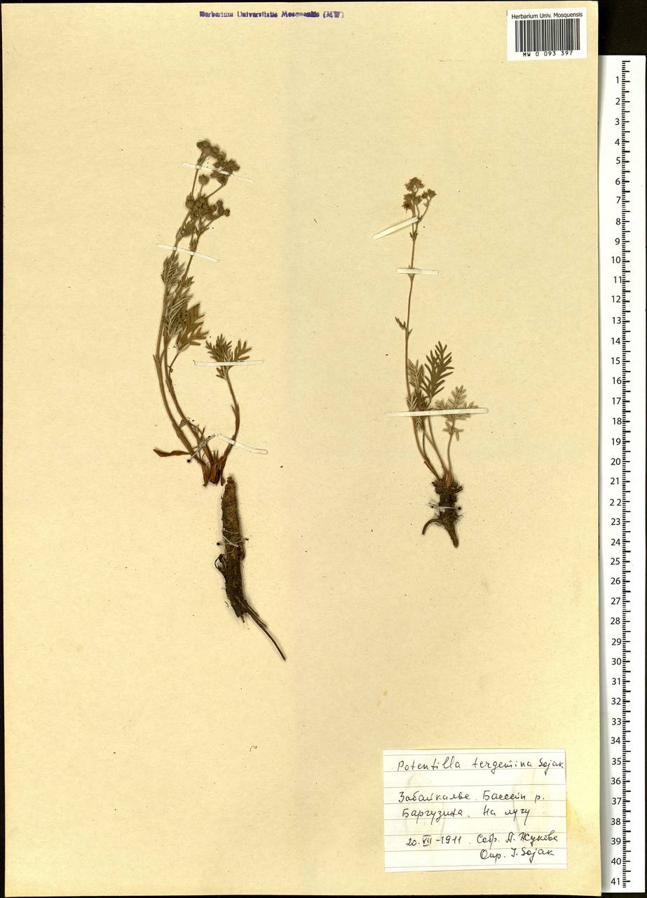 Potentilla tergemina Soják, Siberia, Baikal & Transbaikal region (S4) (Russia)