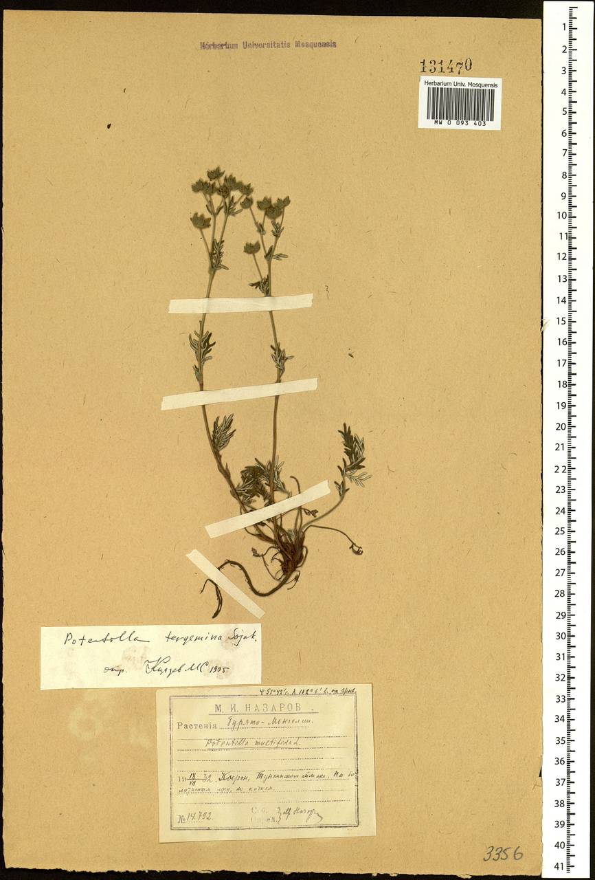 Potentilla tergemina Soják, Siberia, Baikal & Transbaikal region (S4) (Russia)