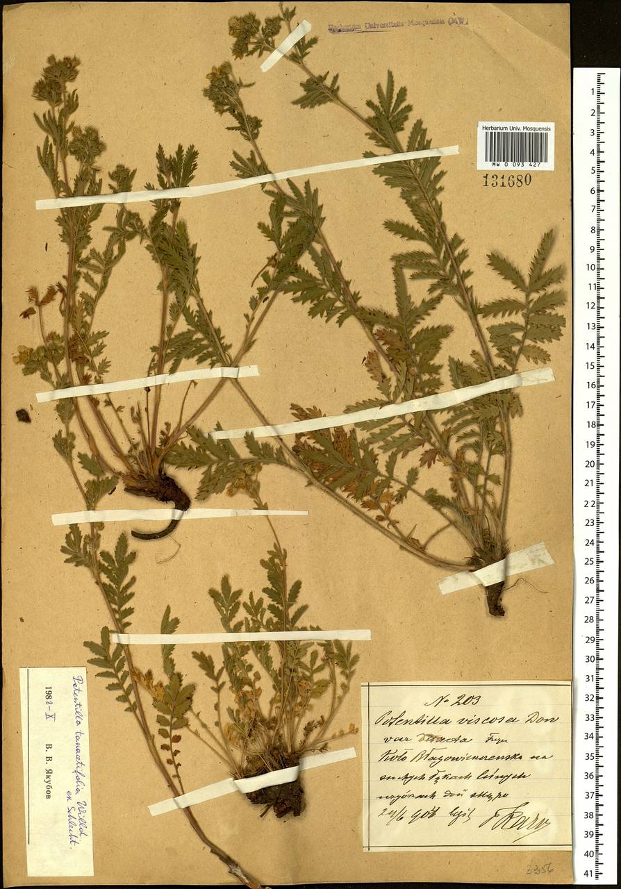 Potentilla tanacetifolia Willd. ex D. F. K. Schltdl., Siberia, Russian Far East (S6) (Russia)