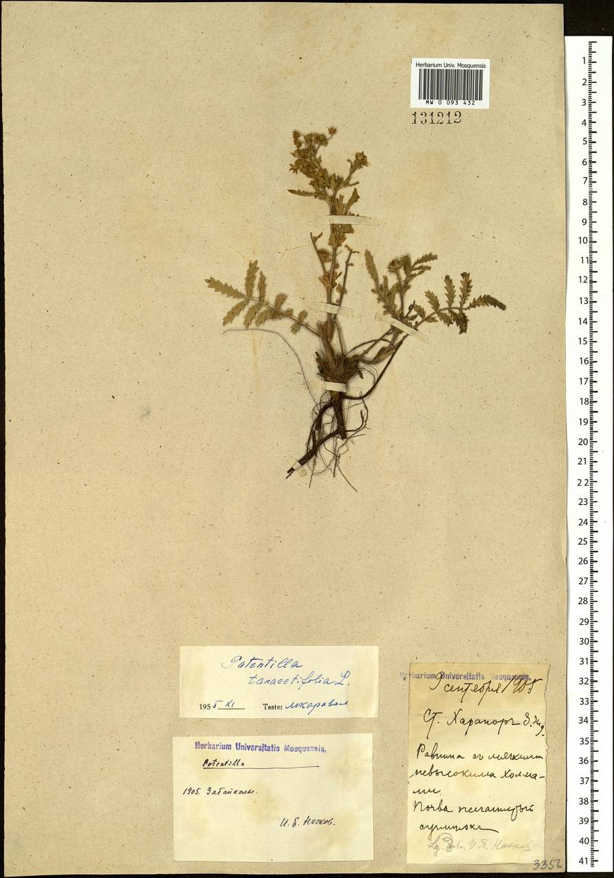 Potentilla tanacetifolia Willd. ex D. F. K. Schltdl., Siberia, Baikal & Transbaikal region (S4) (Russia)