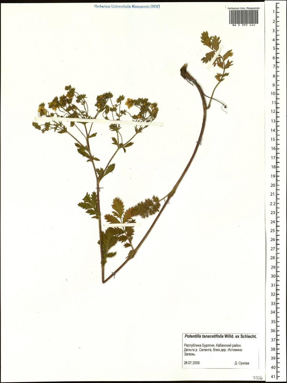 Potentilla tanacetifolia Willd. ex D. F. K. Schltdl., Siberia, Baikal & Transbaikal region (S4) (Russia)