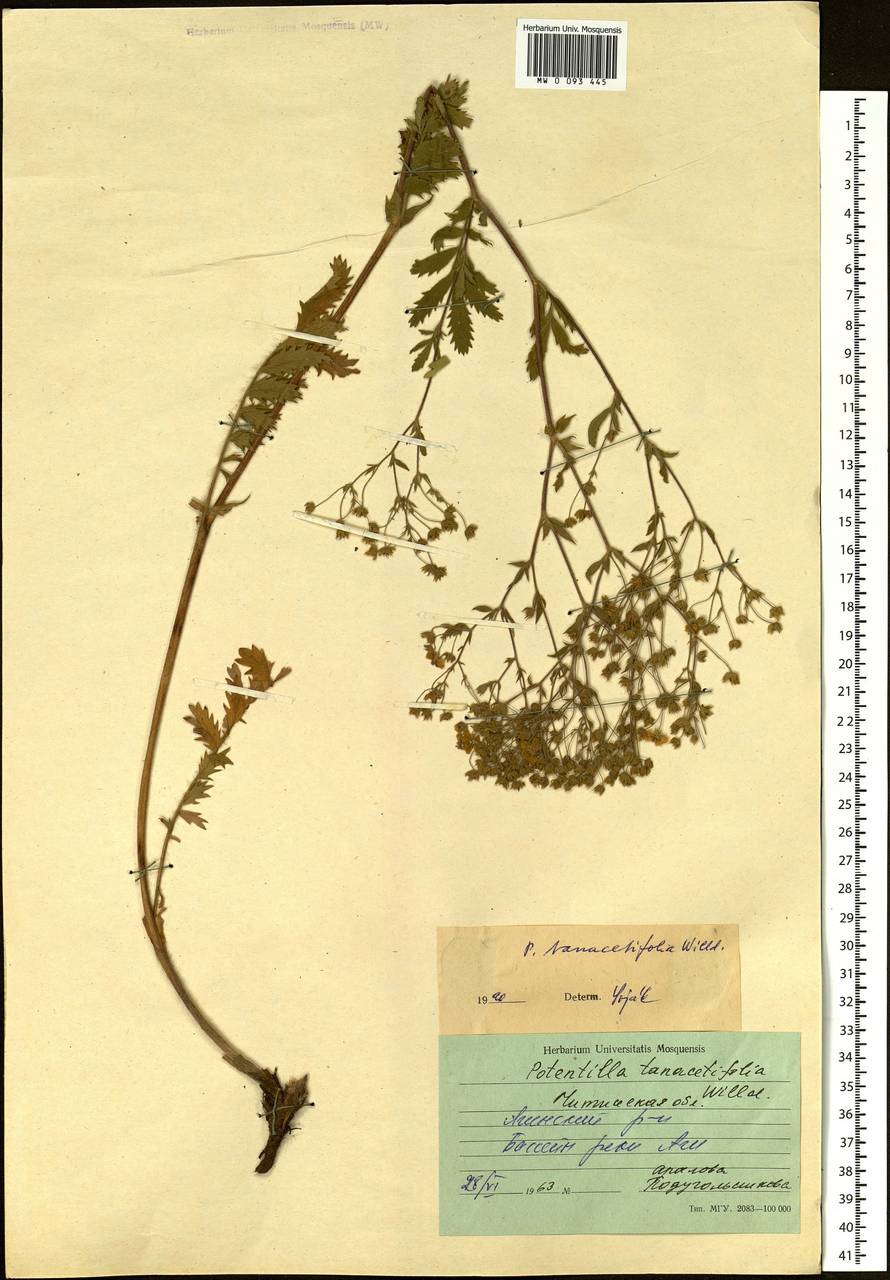 Potentilla tanacetifolia Willd. ex D. F. K. Schltdl., Siberia, Baikal & Transbaikal region (S4) (Russia)