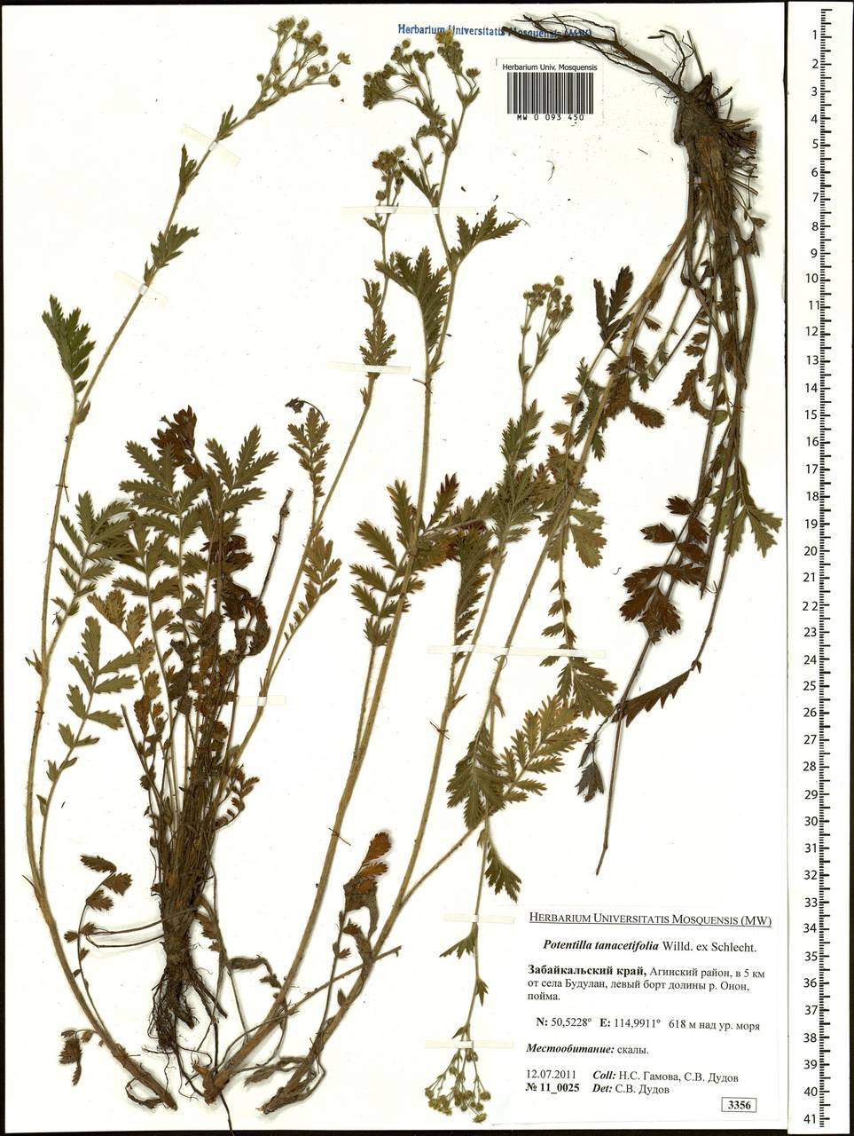 Potentilla tanacetifolia Willd. ex D. F. K. Schltdl., Siberia, Baikal & Transbaikal region (S4) (Russia)