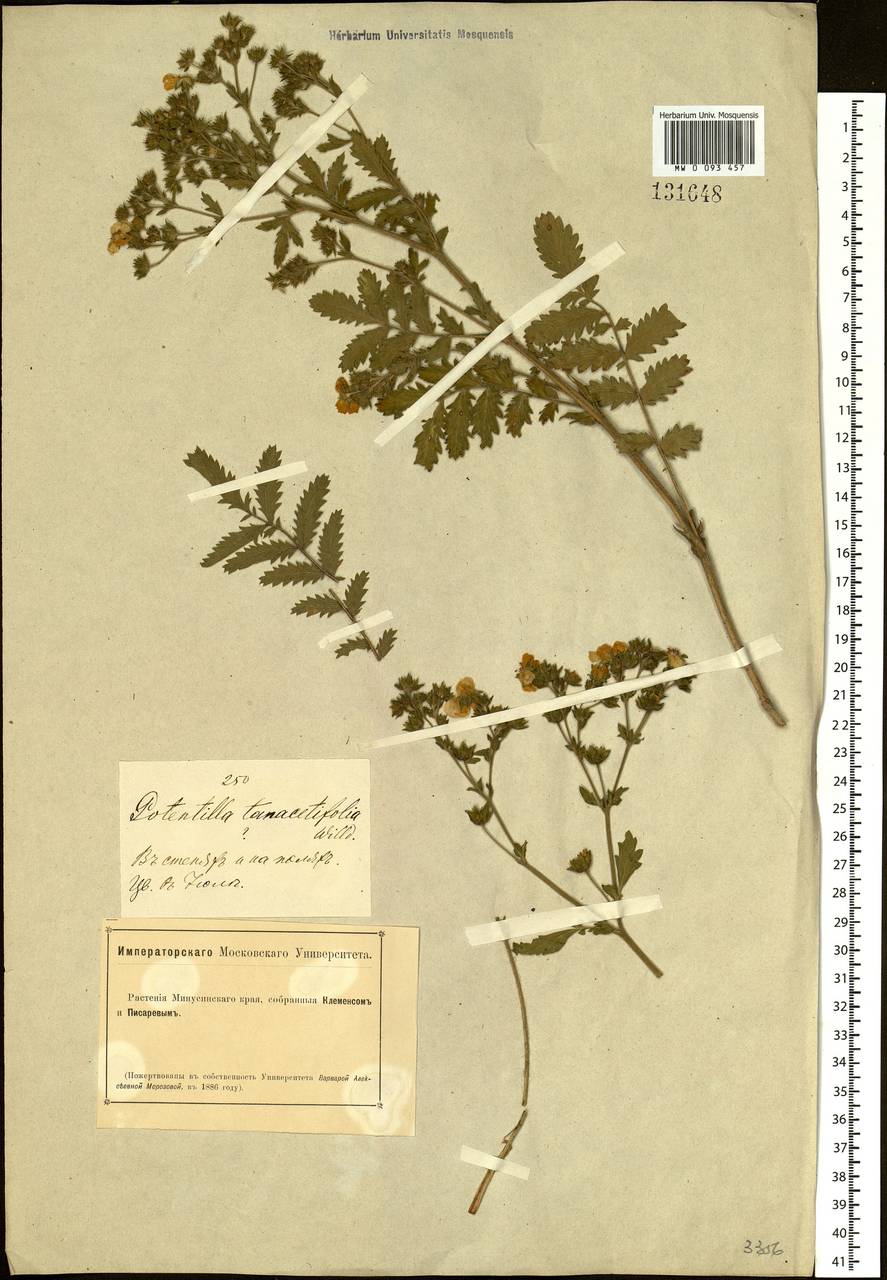 Potentilla tanacetifolia Willd. ex D. F. K. Schltdl., Siberia, Altai & Sayany Mountains (S2) (Russia)