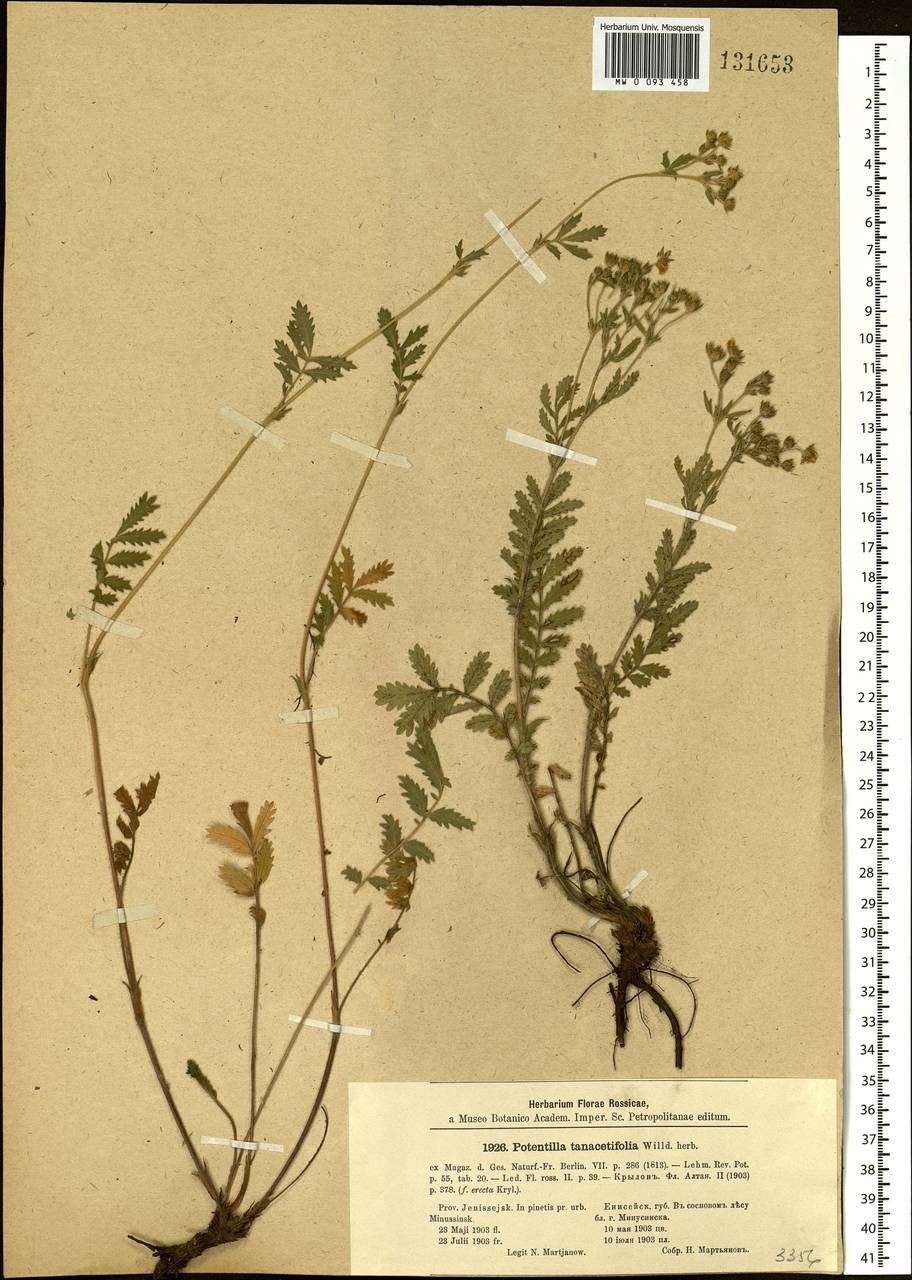 Potentilla tanacetifolia Willd. ex D. F. K. Schltdl., Siberia, Altai & Sayany Mountains (S2) (Russia)