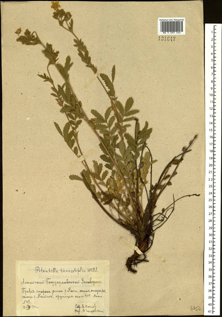 Potentilla tanacetifolia Willd. ex D. F. K. Schltdl., Siberia, Altai & Sayany Mountains (S2) (Russia)