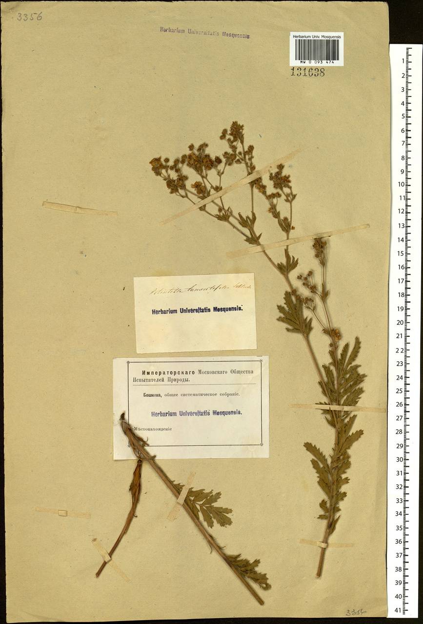 Potentilla tanacetifolia Willd. ex D. F. K. Schltdl., Siberia (no precise locality) (S0) (Russia)