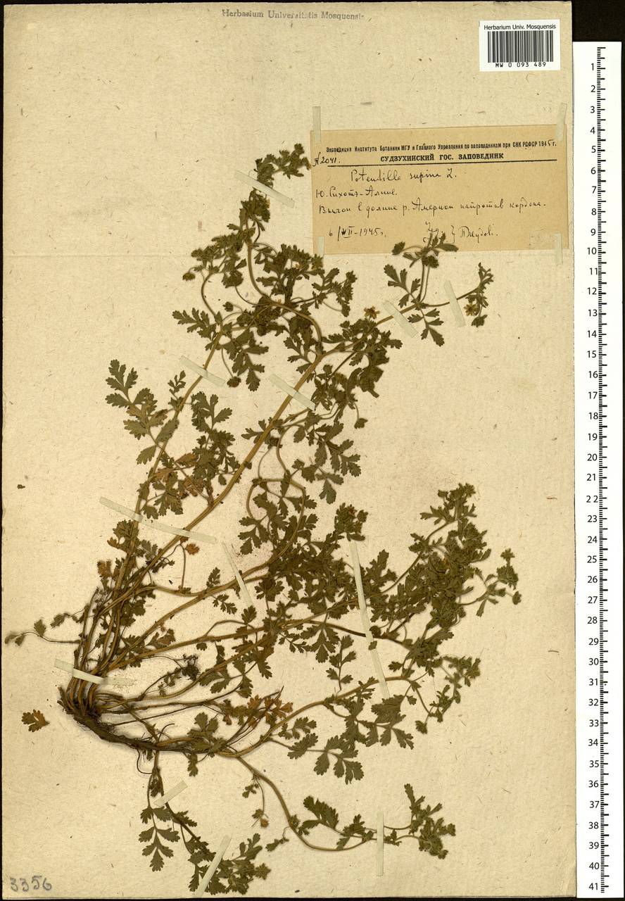 Potentilla supina L., Siberia, Russian Far East (S6) (Russia)