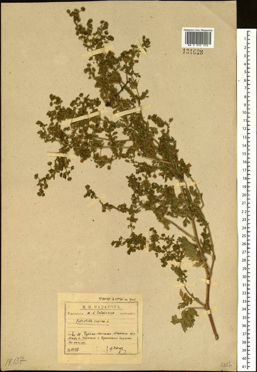 Potentilla supina L., Siberia, Baikal & Transbaikal region (S4) (Russia)