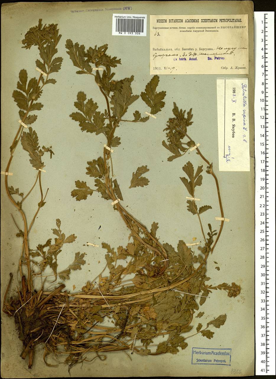 Potentilla supina L., Siberia, Baikal & Transbaikal region (S4) (Russia)