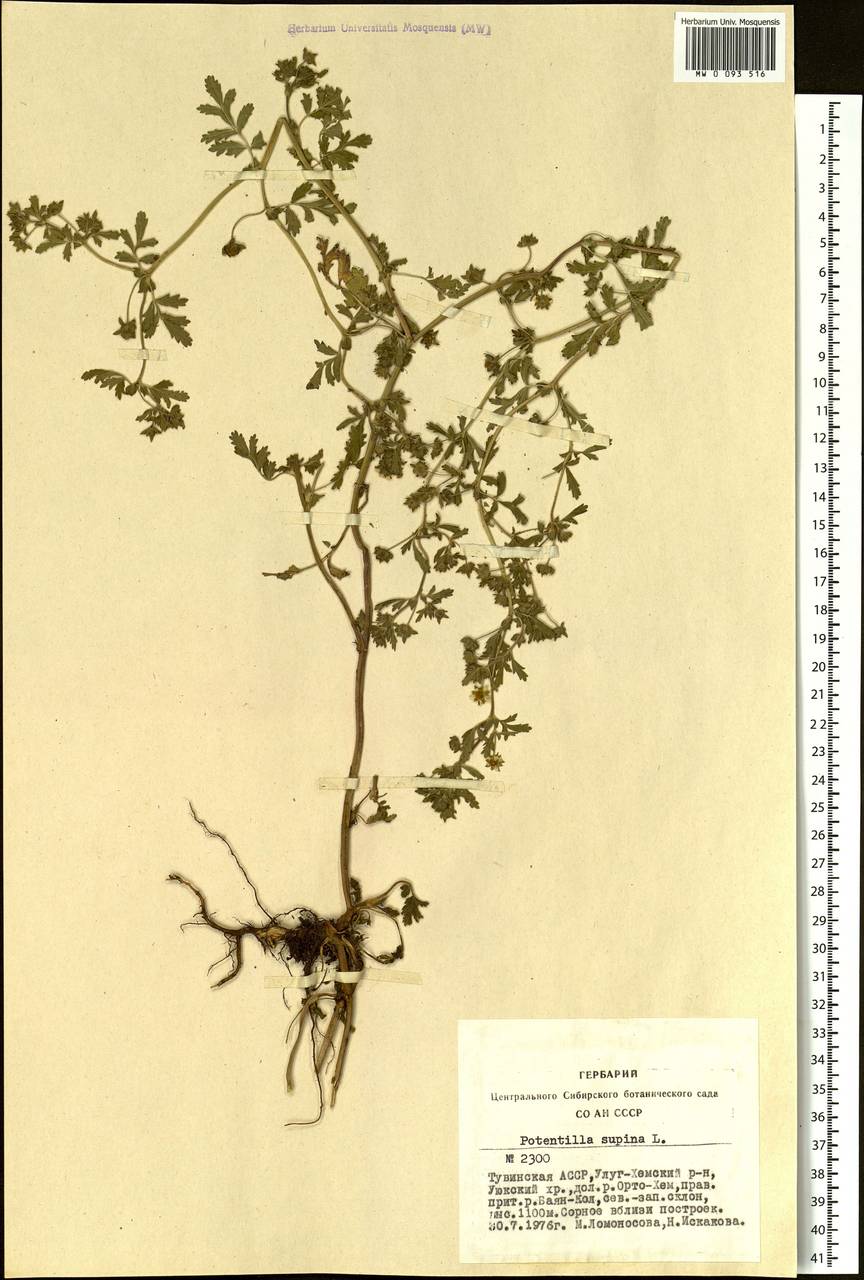 Potentilla supina L., Siberia, Altai & Sayany Mountains (S2) (Russia)