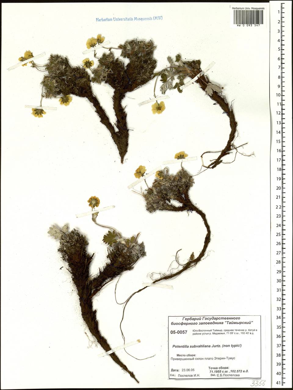 Potentilla subvahliana Jurtzev, Siberia, Central Siberia (S3) (Russia)