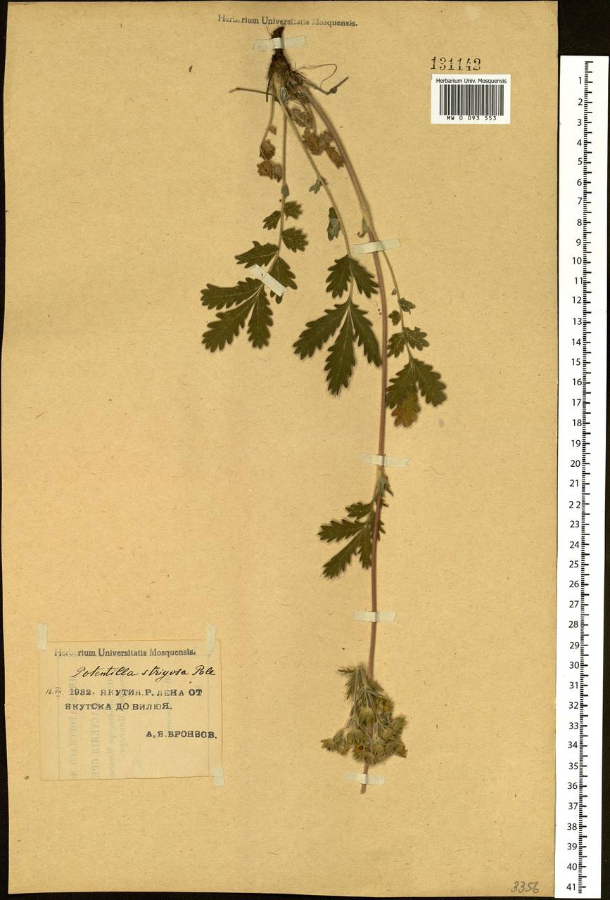 Potentilla pensylvanica L., Siberia, Yakutia (S5) (Russia)