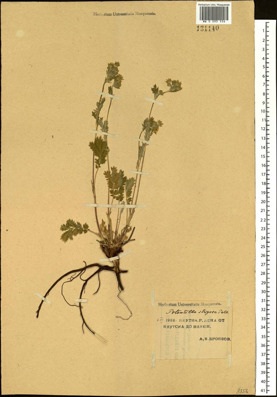 Potentilla pensylvanica L., Siberia, Yakutia (S5) (Russia)