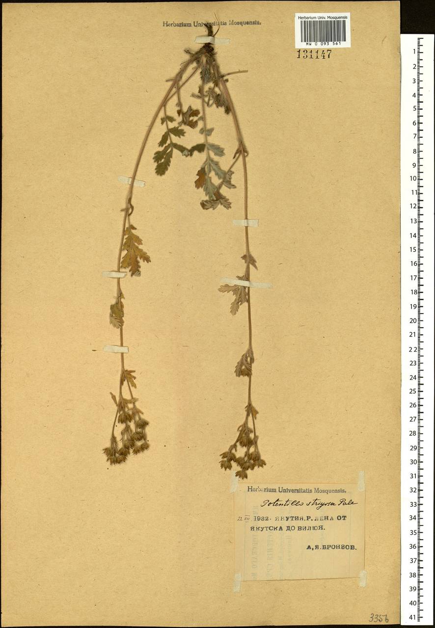 Potentilla pensylvanica L., Siberia, Yakutia (S5) (Russia)