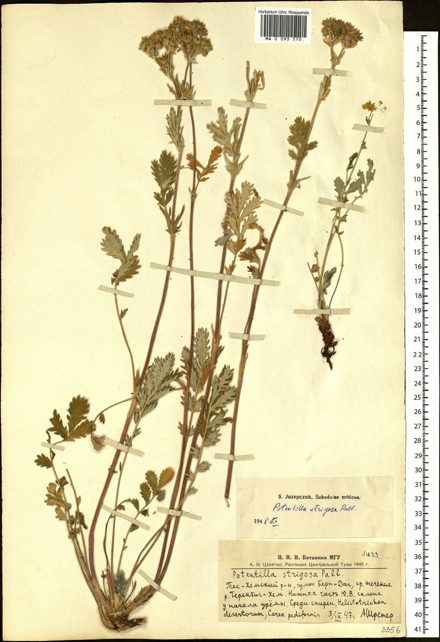 Potentilla pensylvanica L., Siberia, Altai & Sayany Mountains (S2) (Russia)