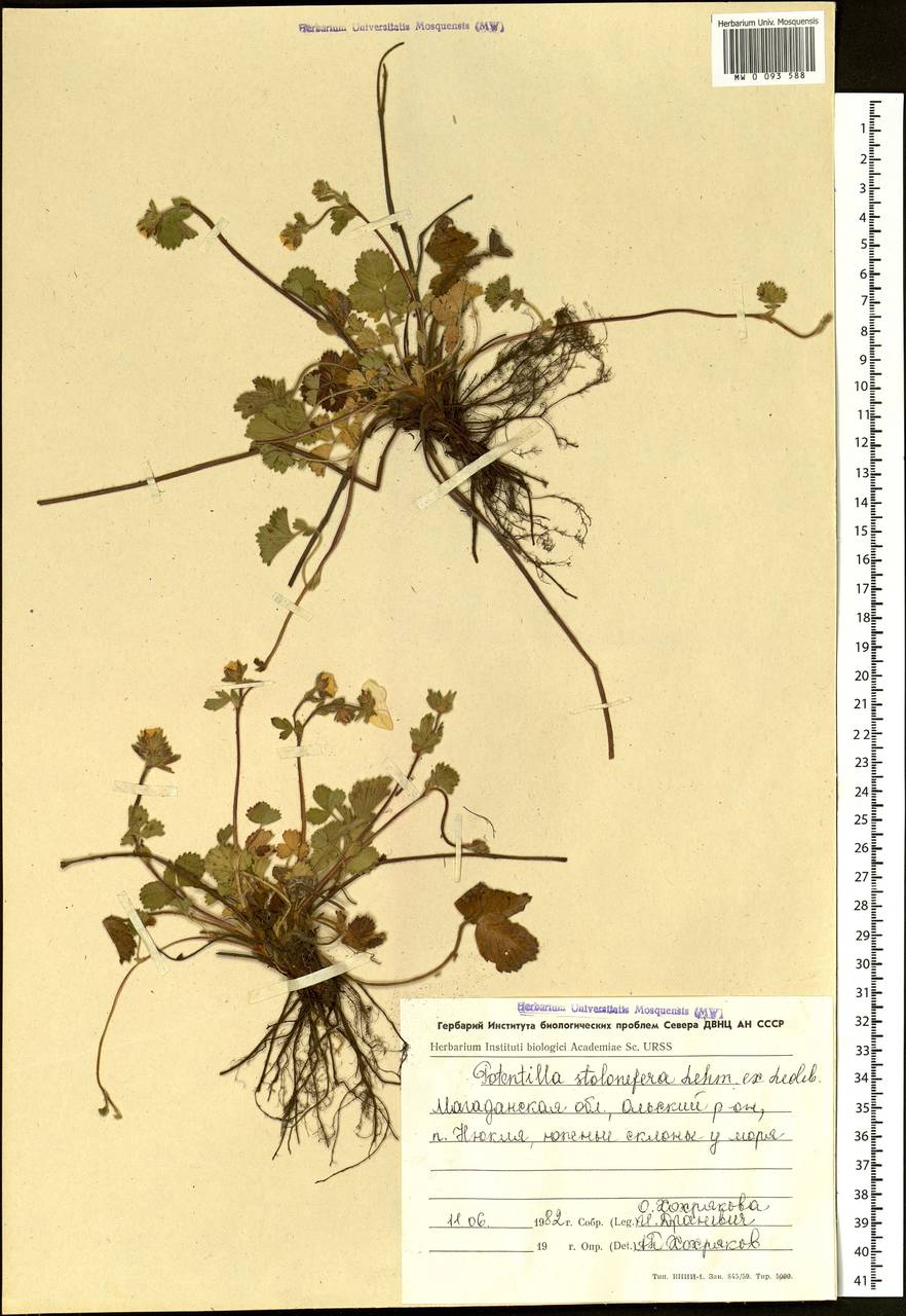 Potentilla stolonifera Lehm. ex Ledeb., Siberia, Chukotka & Kamchatka (S7) (Russia)