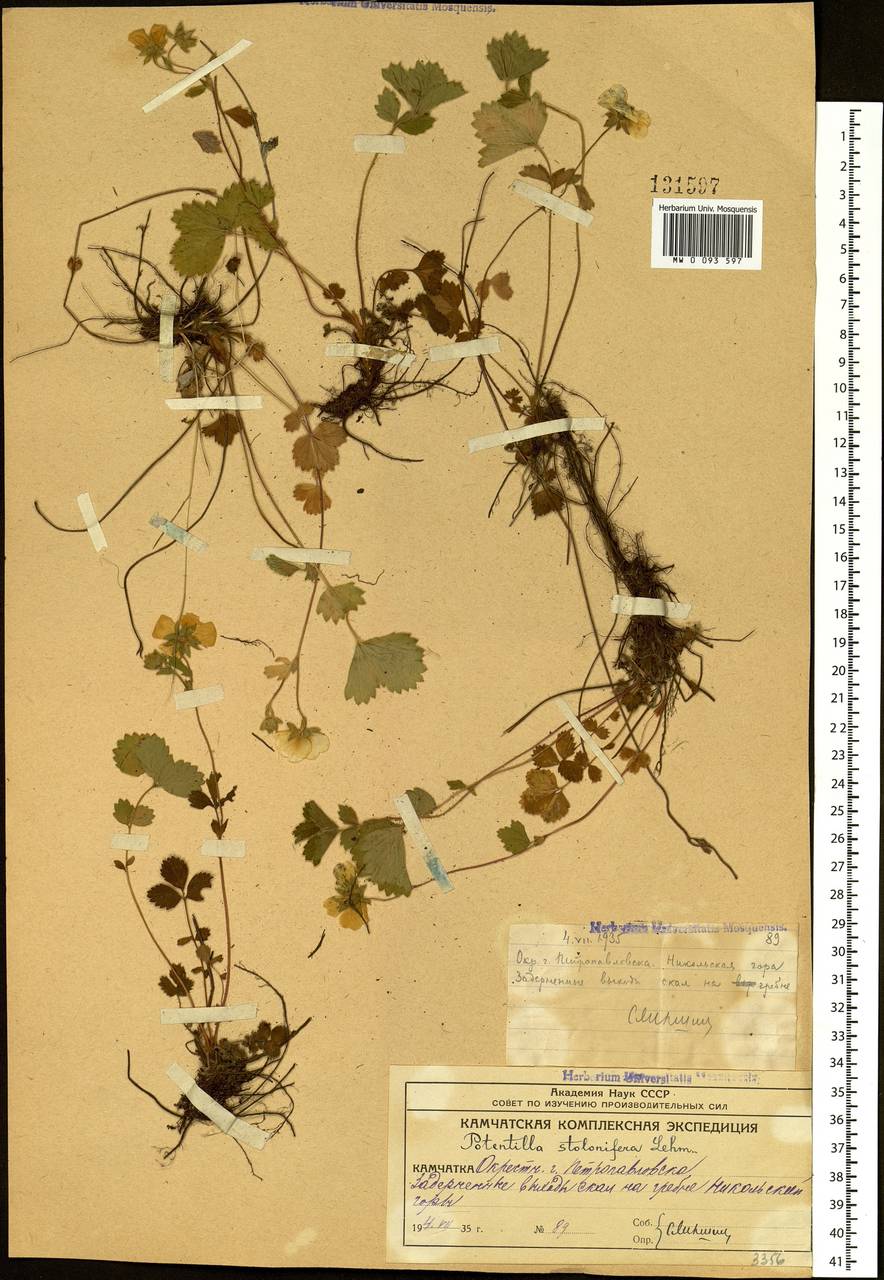 Potentilla stolonifera Lehm. ex Ledeb., Siberia, Chukotka & Kamchatka (S7) (Russia)