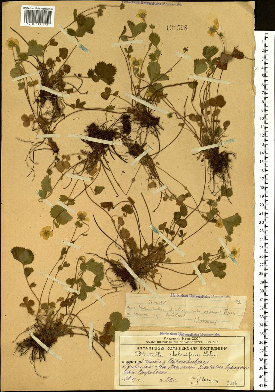 Potentilla stolonifera Lehm. ex Ledeb., Siberia, Chukotka & Kamchatka (S7) (Russia)