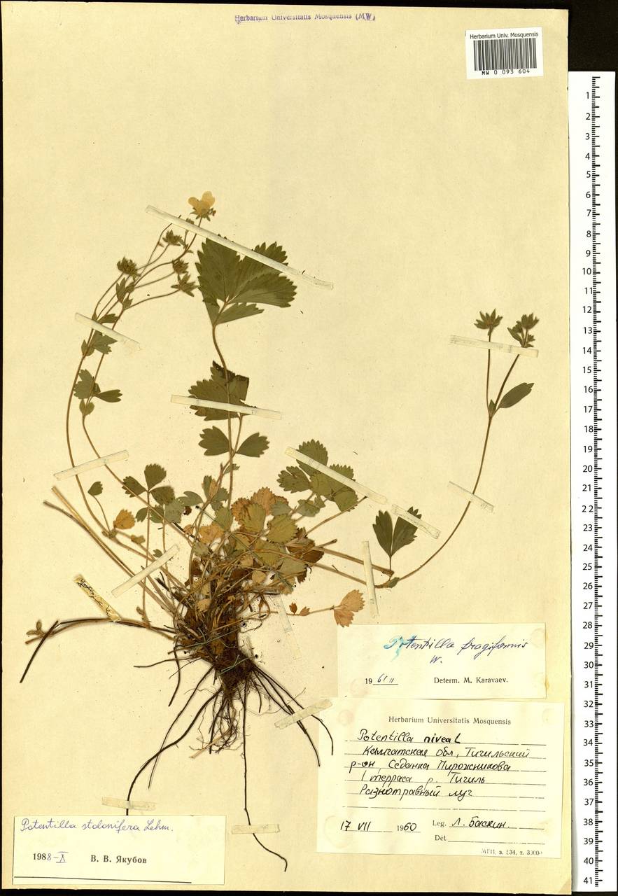 Potentilla stolonifera Lehm. ex Ledeb., Siberia, Chukotka & Kamchatka (S7) (Russia)