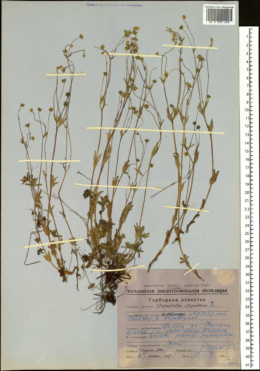 Potentilla stipularis L., Siberia, Chukotka & Kamchatka (S7) (Russia)