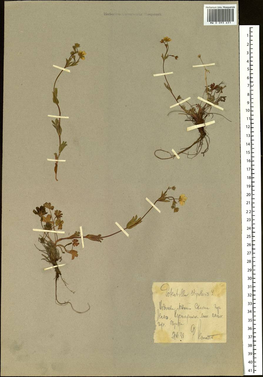 Potentilla stipularis L., Siberia, Chukotka & Kamchatka (S7) (Russia)