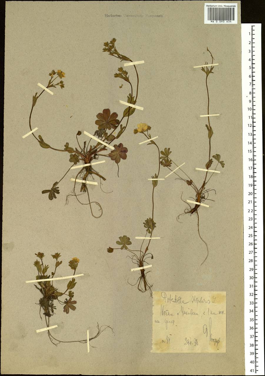 Potentilla stipularis L., Siberia, Chukotka & Kamchatka (S7) (Russia)