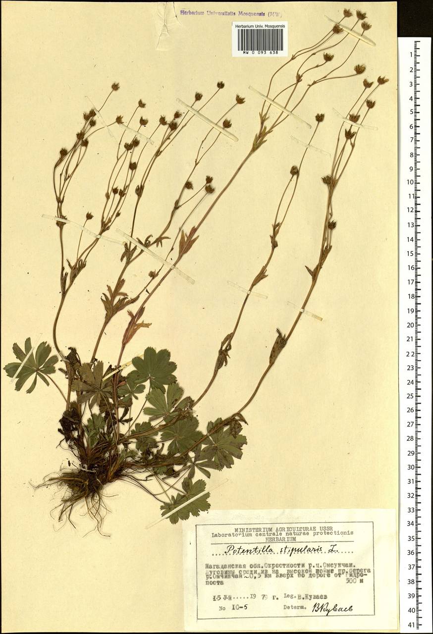 Potentilla stipularis L., Siberia, Chukotka & Kamchatka (S7) (Russia)