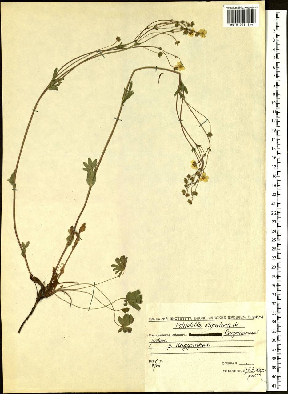 Potentilla stipularis L., Siberia, Chukotka & Kamchatka (S7) (Russia)