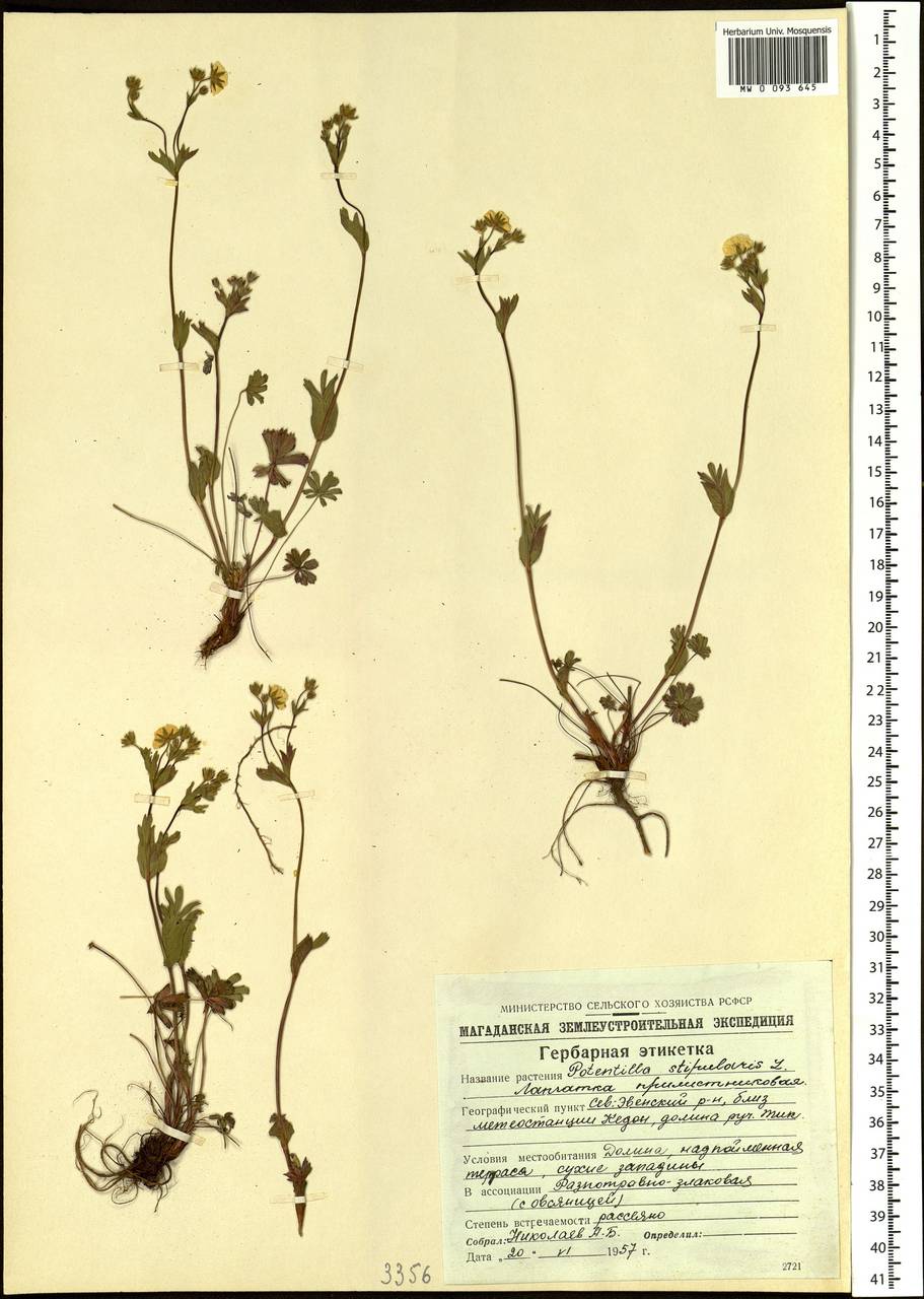 Potentilla stipularis L., Siberia, Chukotka & Kamchatka (S7) (Russia)