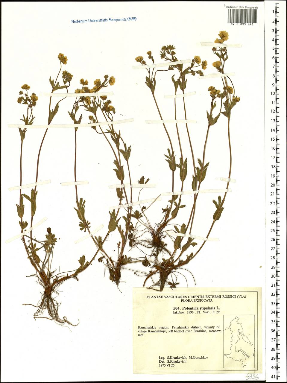 Potentilla stipularis L., Siberia, Chukotka & Kamchatka (S7) (Russia)